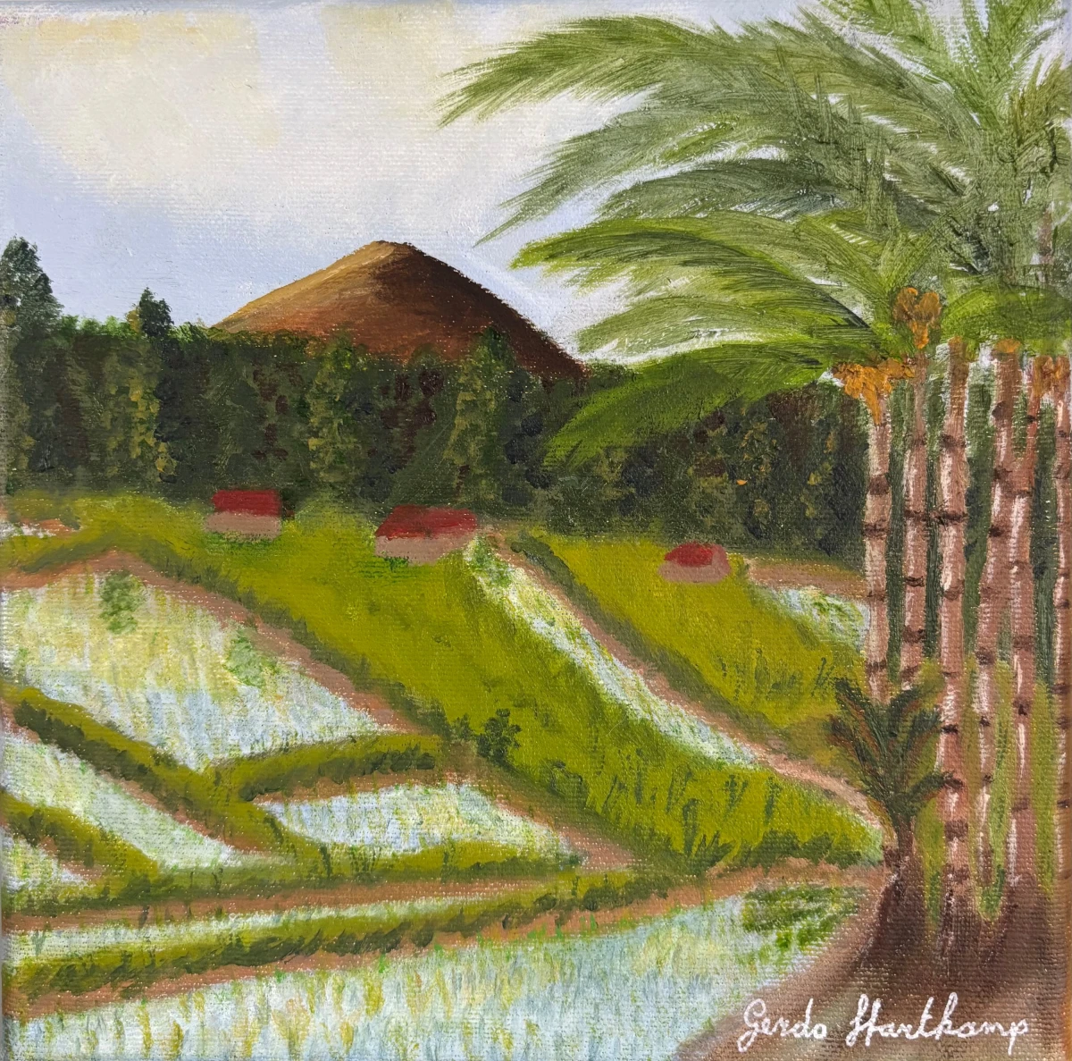 rijstveld